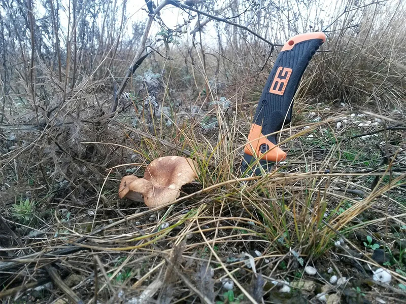 За грибами в Январе!