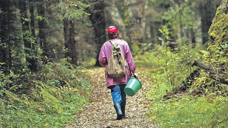 Новые правки в «Лесной кодекс» позволят гражданам собирать ценный лесной ресурс