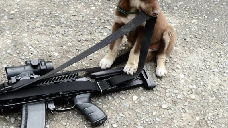 Стоит ли удивляться, когда собака стреляет в охотника? Очередной случай в Ленинградской области