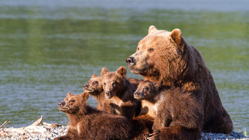 Количество бурого медведя по странам. Есть ли страны, где медведей больше, чем в России?