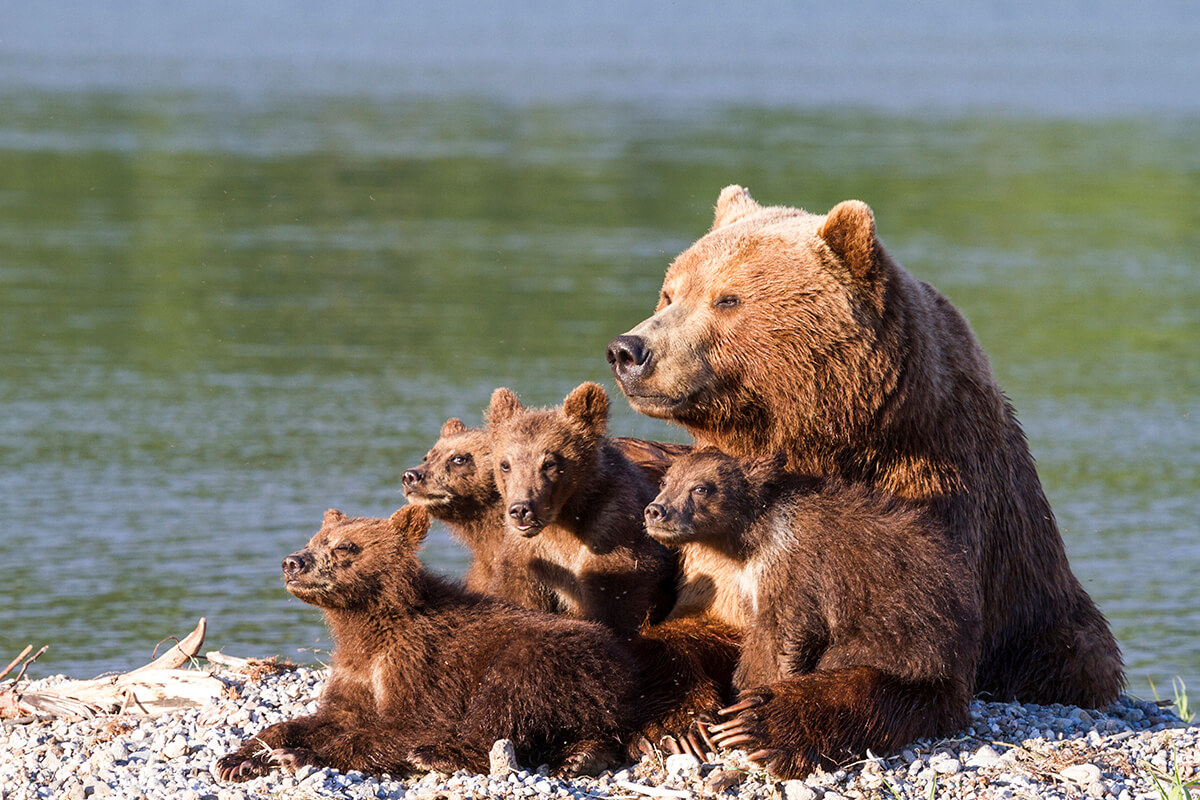 Количество бурого медведя по странам. Есть ли страны, где медведей больше, чем в России?