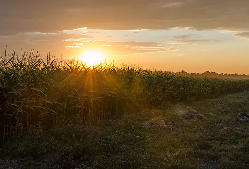 Как я по дороге из Крыма наелся кукурузы и сделал отличные фотографии?