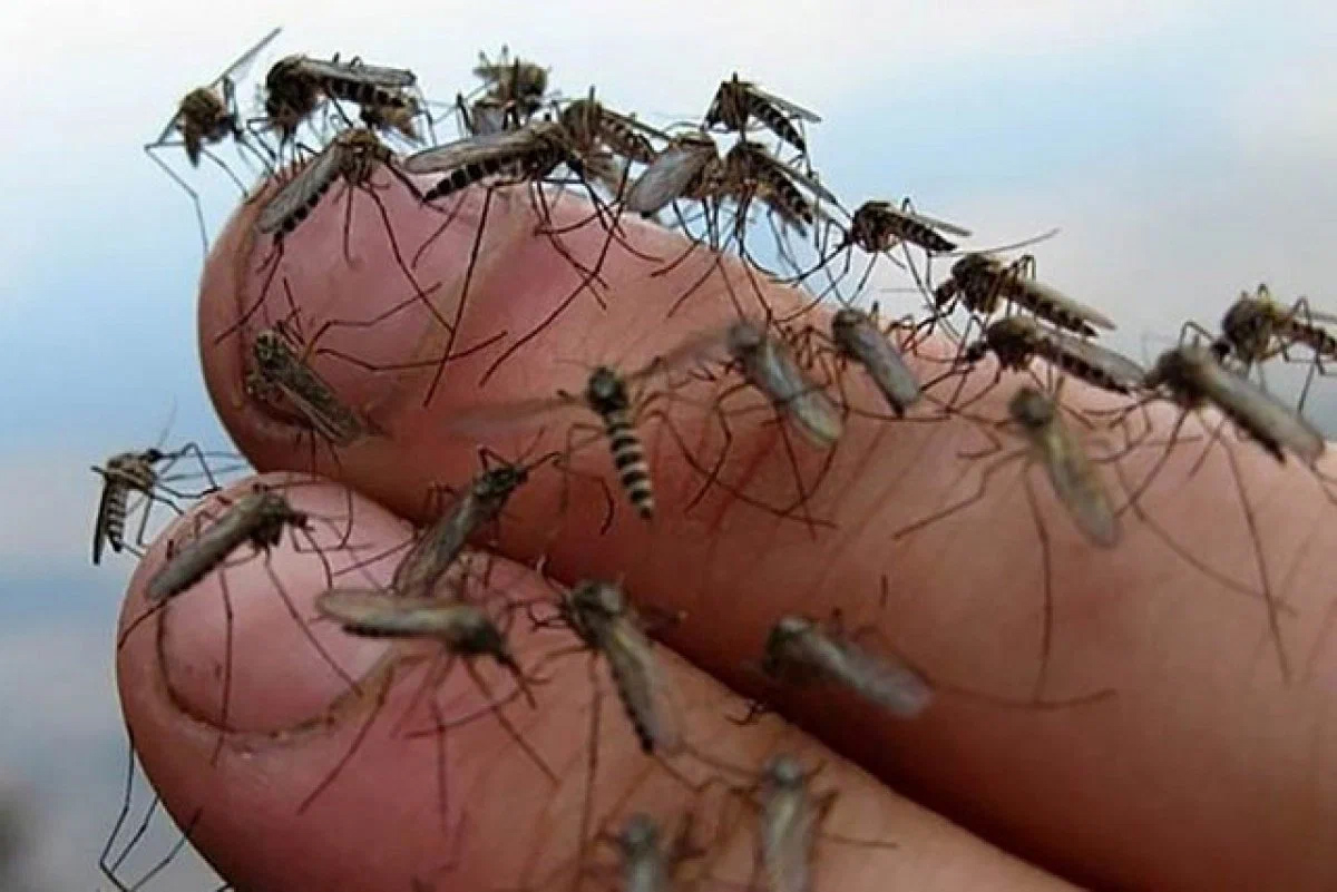 Простой способом снять зуд от укусов комаров подручным средством